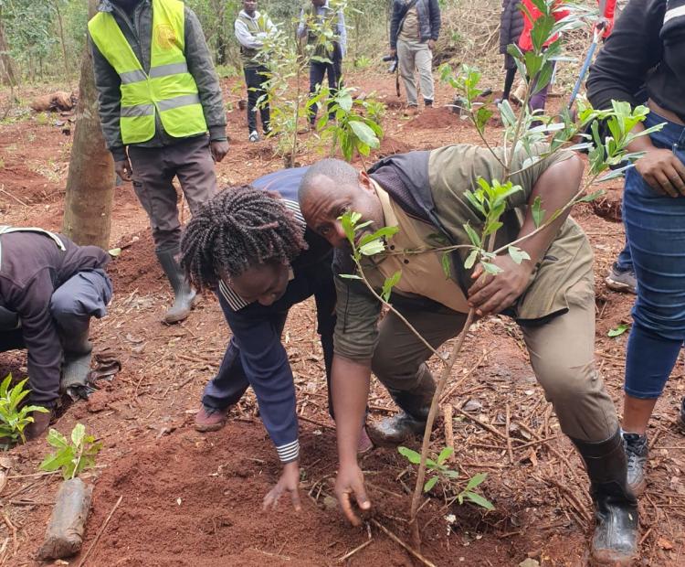 Cabinet Affairs staff plant trees at the Karura Forest during the National Tree Planting Day on 13th Nov. 2023. 